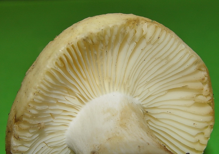 Russula misteriosa...